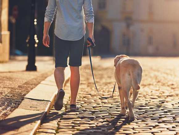 Paseo perros por la zona de Torrejón de Ardoz en Torrejón de Ardoz (Municipio)