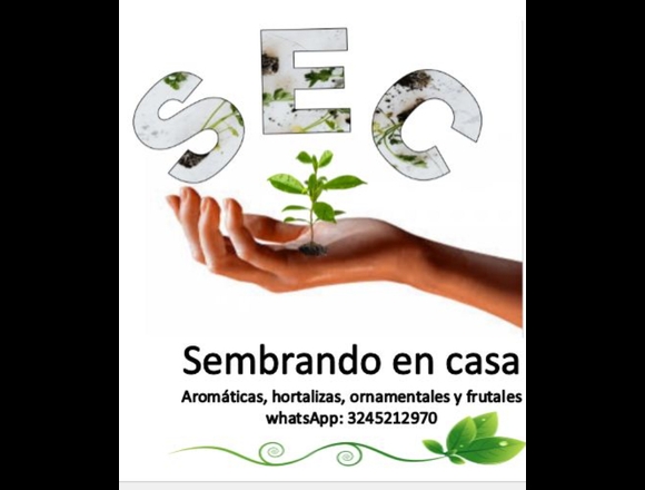 Plántulas de hortalizas en Candelaria (Municipio)