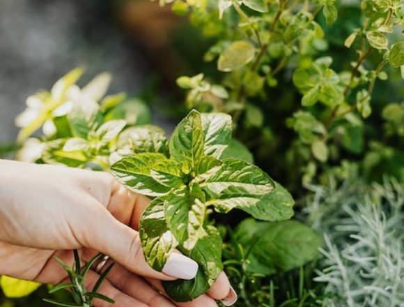 Venta de plantas de aromaticas en Candelaria (Municipio)