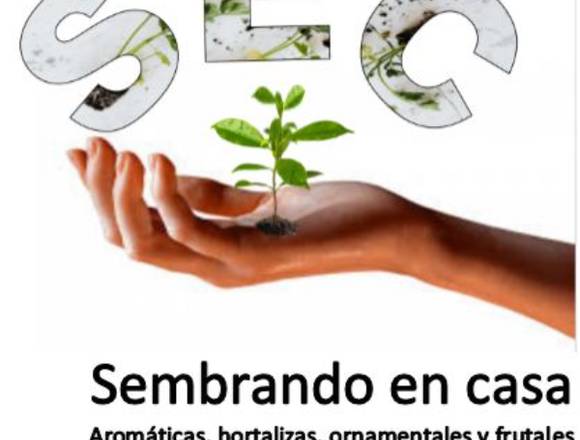 Plántulas de hortalizas en Candelaria (Municipio)