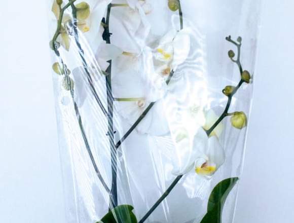Orquídeas Phalaenopsis Naturales