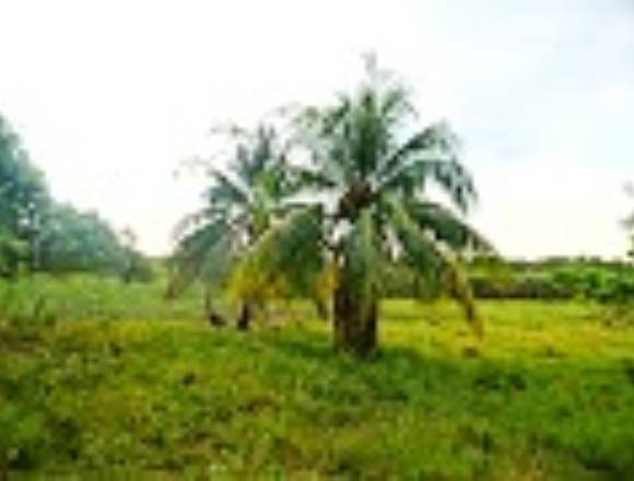 Grand Lindo Terreno En Roatan!
