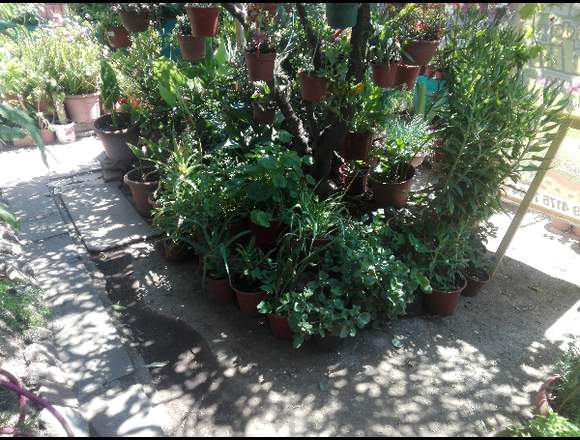 Se venden plantas de jardín en Las Condes (Comuna)