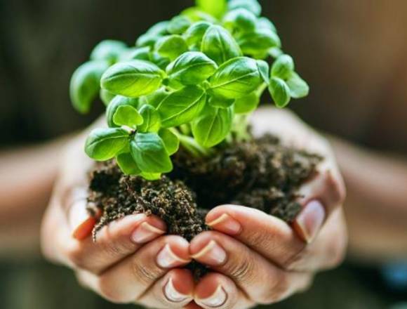 SOCIO PARA PLANTAS MEDICINALES DE LA VIDA en Barcelona (Municipio)