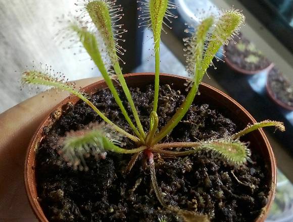 Plantas Carnivoras Atrapamoscas en Arequipa (Distrito)