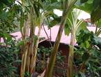 Venta de casa lote 6000 metros