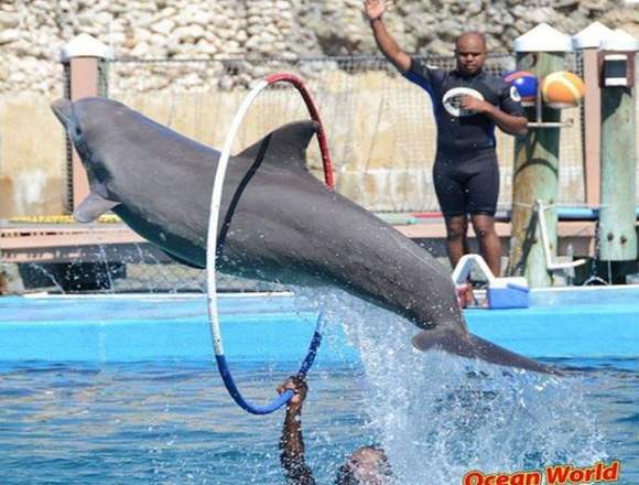 OCEAN WORLD TOUR 2019 en Santo Domingo de Guzmán (Municipio)