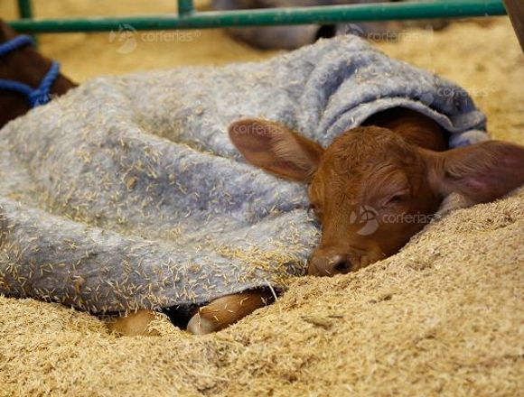 Feria Agropecuaria AGROEXPO 2019 en Bogotá, D.C. (Municipio)
