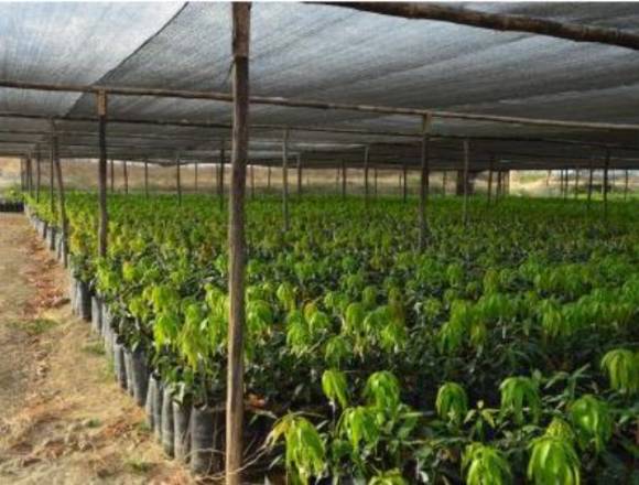 PLANTAS DE MANGO - INJERTADOS en Benamocarra (Municipio)