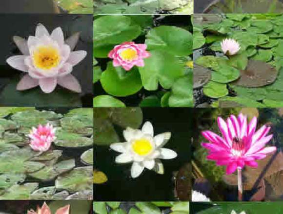 VendoPlantas acuático Nenúfares en Santa Cruz (Localidad)