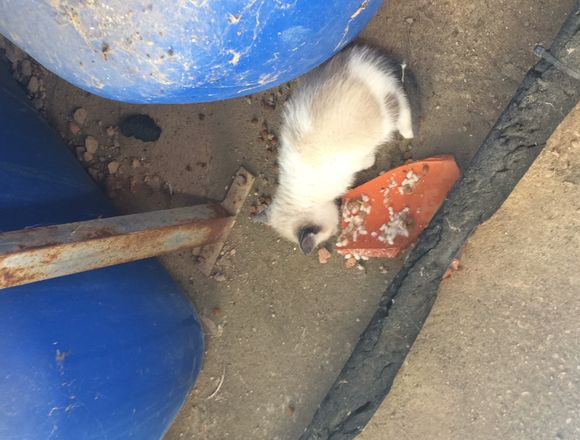 REGALO GATITOS 2 Meses en Ciudad Real (Municipio)