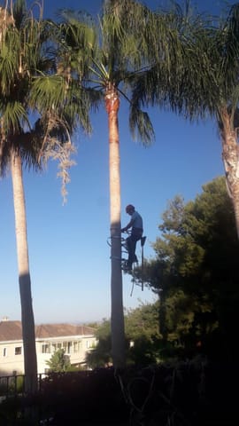 podador profesional en Málaga (Municipio)