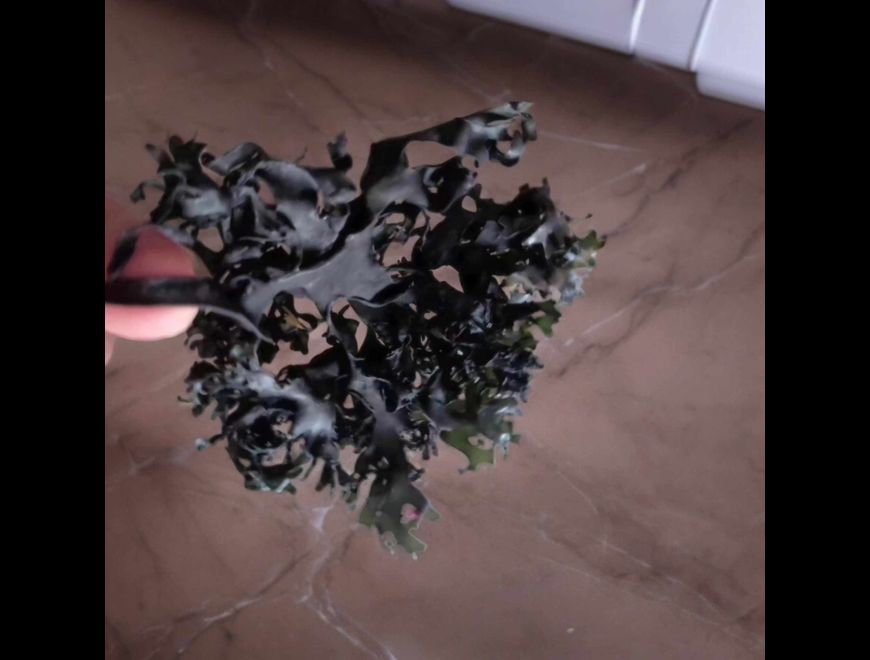 Irish Moss Chondrus Crispus From Peru-Wholesale Supply