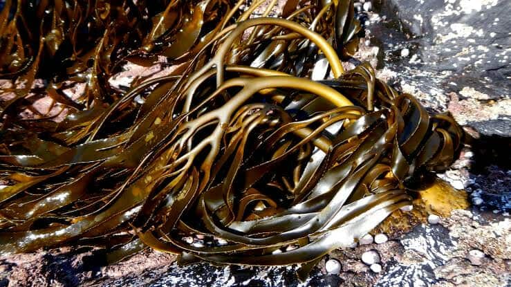 seaweed peru-Wholesale Supply en La Perla (Callao 4) (Distrito)