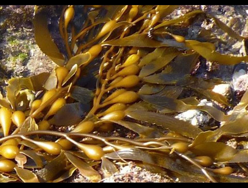 peruvian seaweed peru Algae-Wholesale Supply en La Perla (Callao 4) (Distrito)