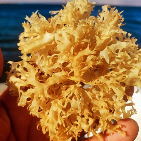 Chondrus Crispus Irish sea moss 100% Wild-harvested from rocks in peru