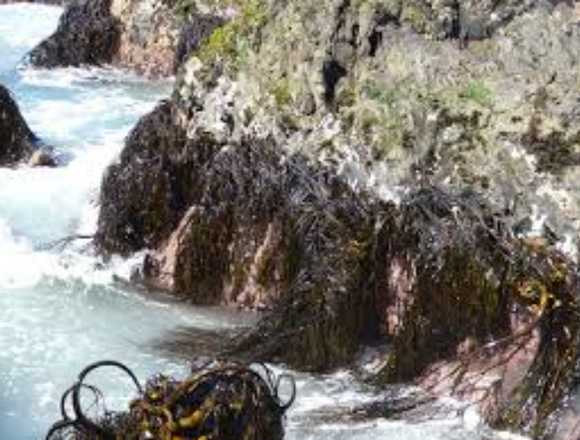 peruvian algas marinas-seaweed peru algae-wholesale supply en La Perla (Callao 4) (Distrito)