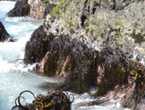 peruvian algas marinas-seaweed peru algae-wholesale supply en La Perla (Callao 4) (Distrito)