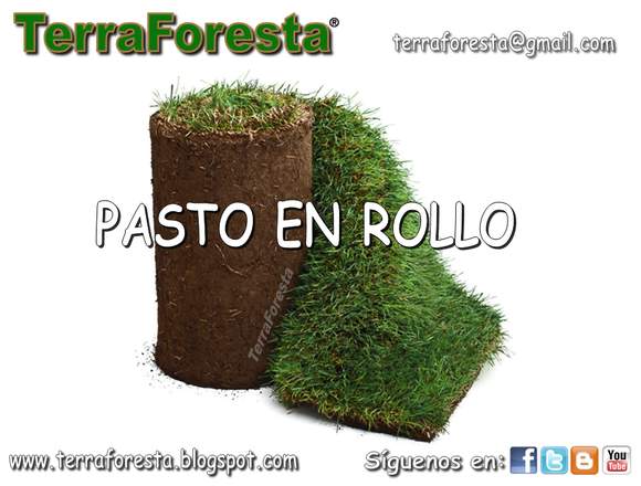 PASTO EN ROLLO KIKUYO y SAN AGUSTIN