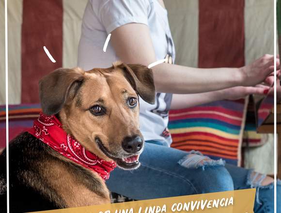 Educación y adiestramiento canino a domicilio CABA en Buenos Aires (Localidad)