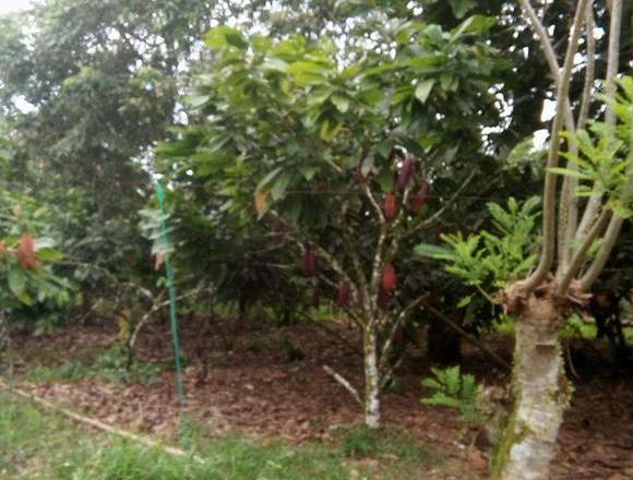 VENDO UNA FINCA SECTOR DE LA ABUNDANCIA en Puerto Quito (Cantón)