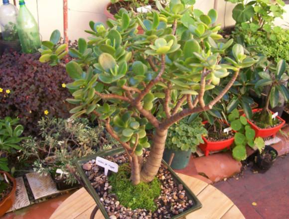 Bonsai de ARBOL DE JADE en Mar del Plata (Localidad)