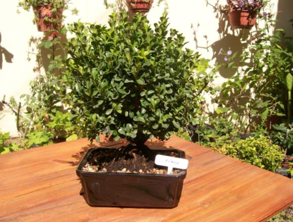 Bonsai DE BUXUS MICROPHYLLA en Mar del Plata (Localidad)