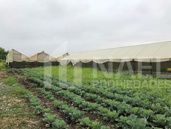 SE VENDE TERRENO EN SECTOR LA PEÑA, NOGALES