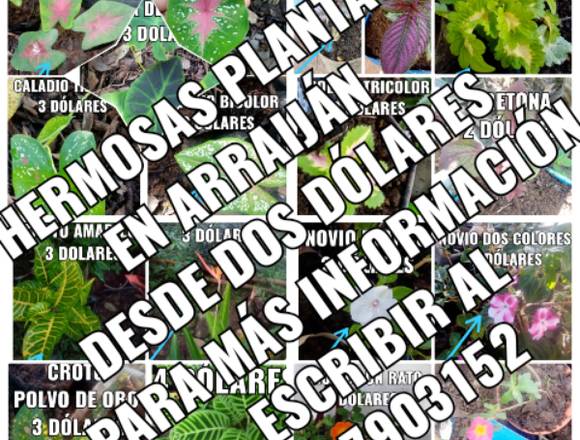 Plantas en Arraiján Panamá