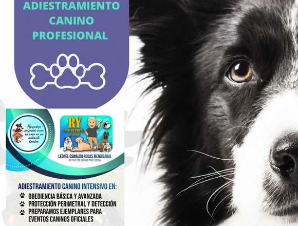 ADIESTRAMIENTO CANINO PROFESIONAL 🦮 en San Miguelito (Distrito)