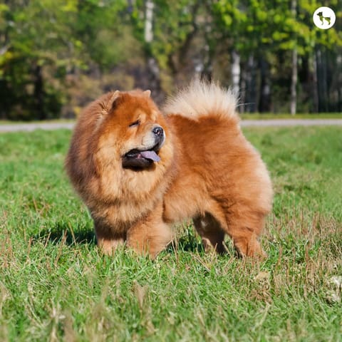 Dog Walking