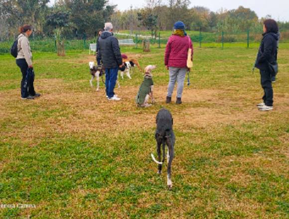 Educació Canina Respectuosa en Calella (Municipio)
