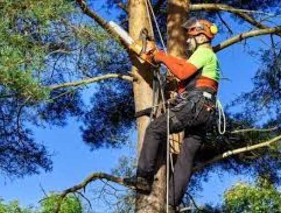 Servicio Poda de arboles y zonas verdes en Bucaramanga (Municipio)