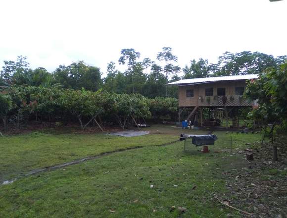 En venta cuadra cacaotera en Quinsaloma en Las Naves (Cantón)
