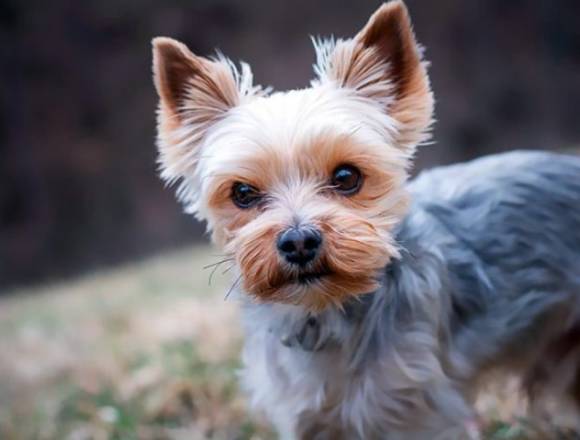 (Busco ayuda) Peluquería canina y servicios varios en Barcelona (Municipio)