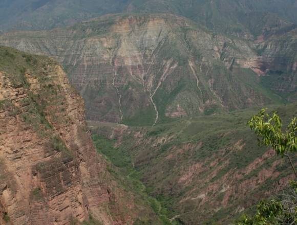 Finca productiva de piña Oromiel en Piedecuesta (Municipio)