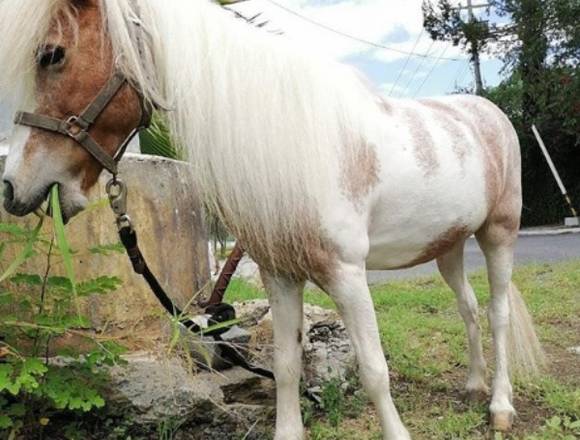 Renta de ponys para eventos en San Pedro Garza García (Municipio)