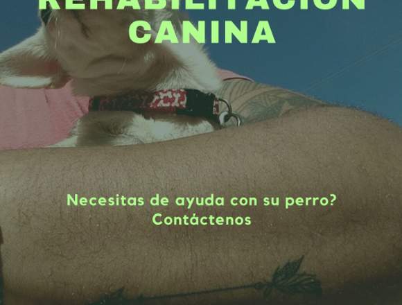 Rehabilitación de comportamiento Canino en Montevideo (Localidad)