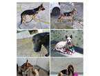 Paseador de Perros HyR en Montevideo (Localidad)