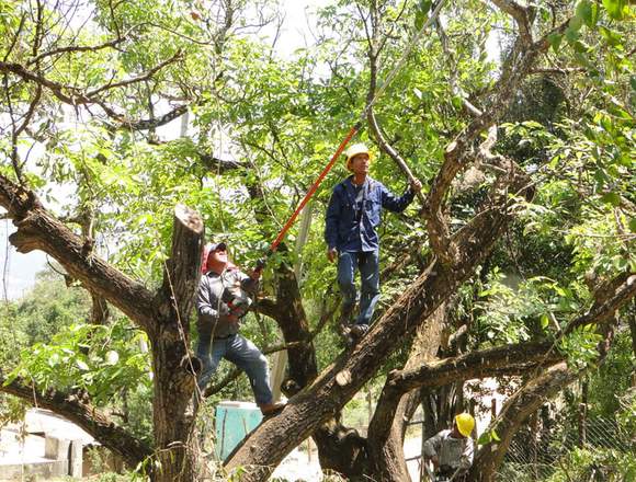 SE CORTA Y PODAS ARBOL , TIERRA DE SEMBRADO en Empalme (Cantón)