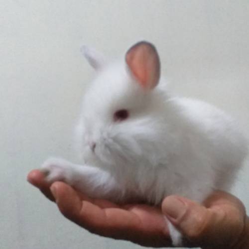 Conejitos
