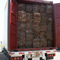 peruvian seaweed peru Algae